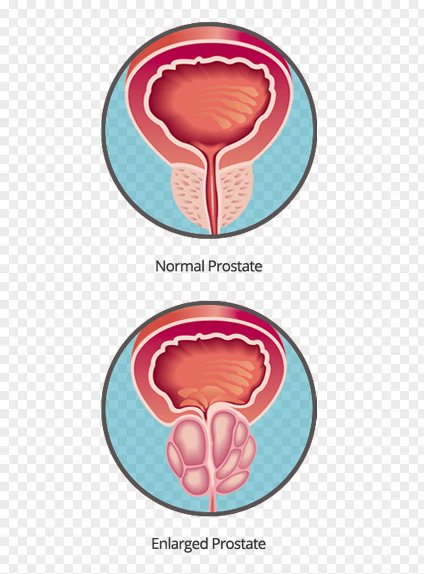 Design Organism Clip Art PNG