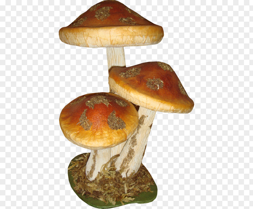 Free Creative Pull Three Mushrooms Mushroom Fungus Clip Art PNG