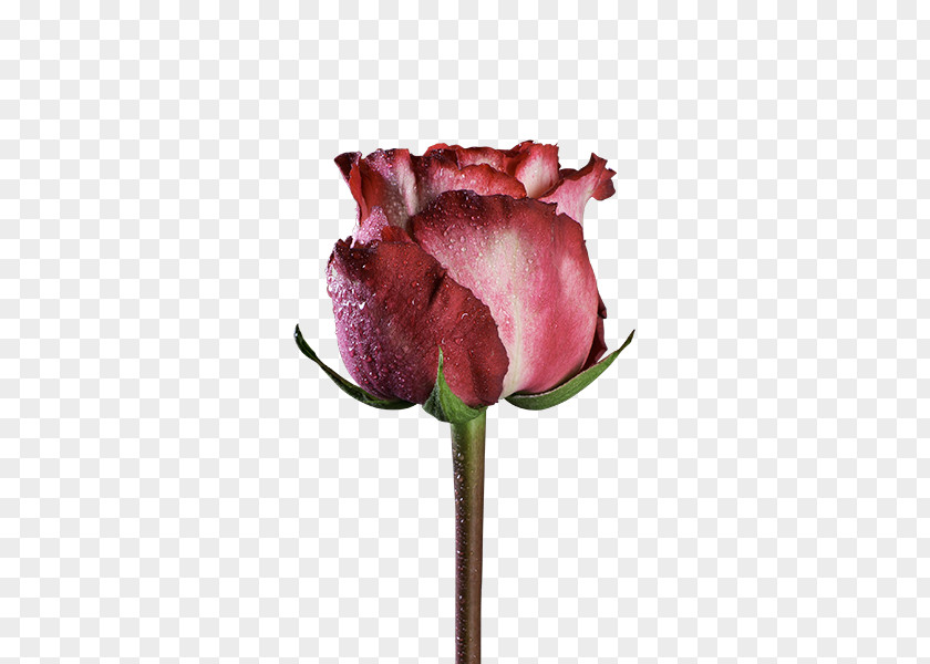 Garden Roses Centifolia Pink Cut Flowers Black Rose PNG