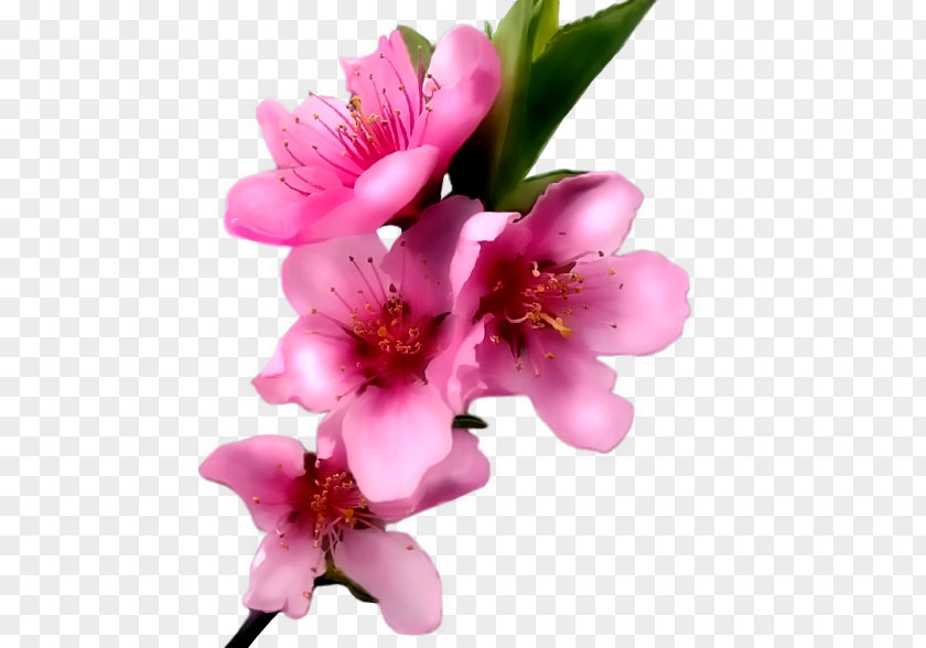Peach Pink Flowers Paper Flower PNG