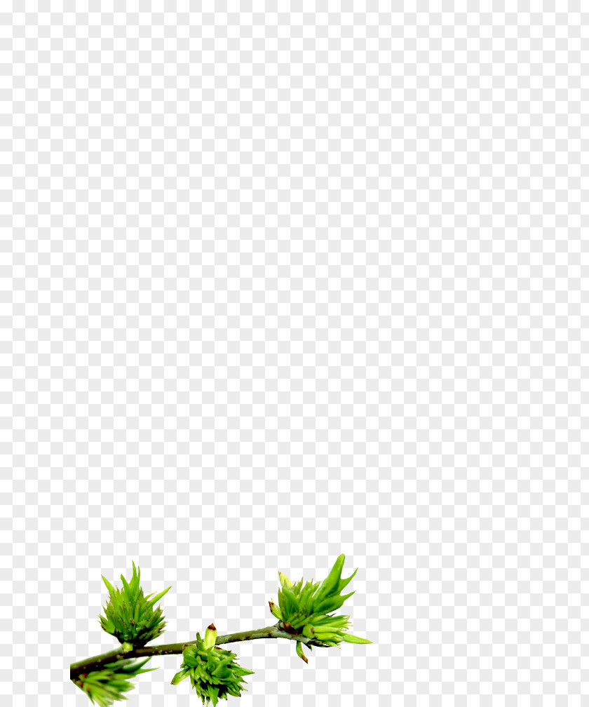 Plant Stem Flower Leaf Line Plants PNG