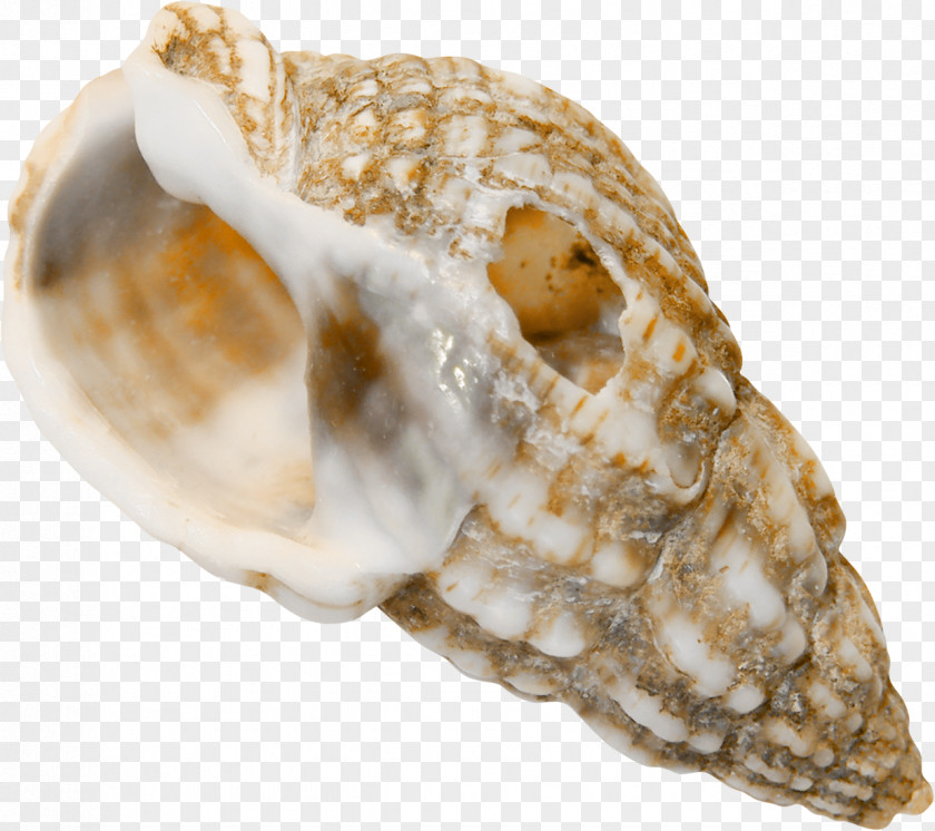 Sand Cockle Sea Snail Conchology Seashell PNG