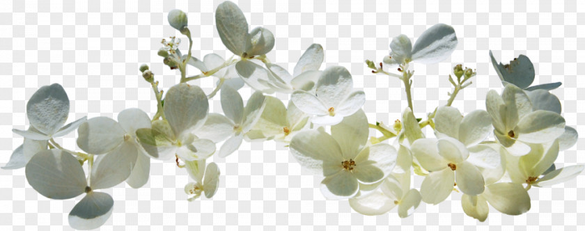 Spring Text Blossom Clip Art PNG