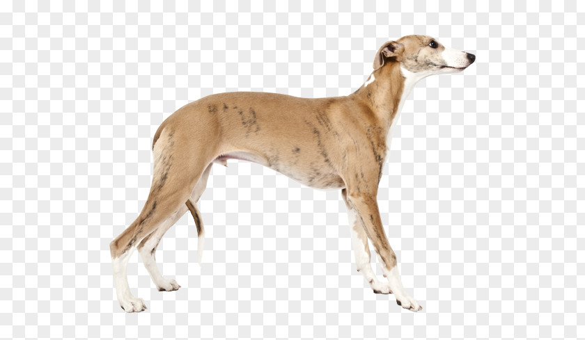 Whippet Saluki Dog Breed The Intelligence Of Dogs PNG