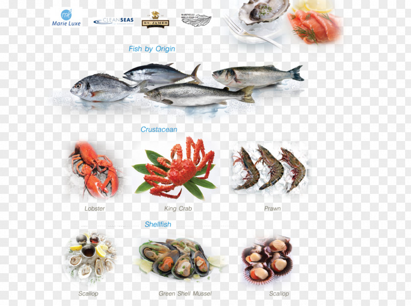 Design 冬の天気とくらし Fish Products PNG