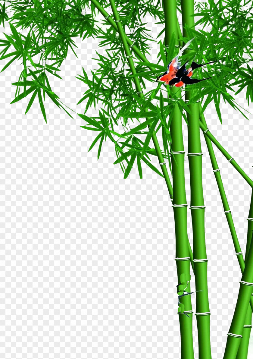Green Bamboo Designs Lucky Wall Wallpaper PNG