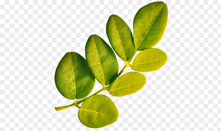 Tropical Leaf Drumstick Tree Plant Vitamin A PNG