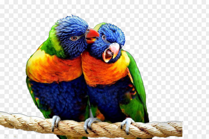 Two Color Parrots Way To Come Bird Parrot Penguin Macaw PNG