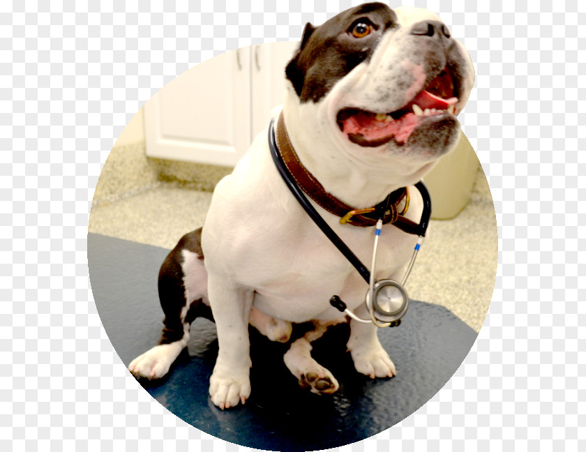 Veterinary Doctor American Bulldog Dog Breed Dachshund Cat PNG