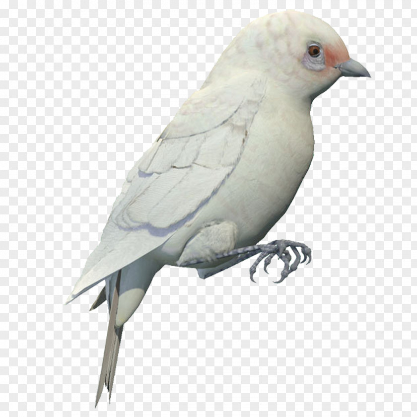 White Pigeon Material Free To Pull Bird Finch PNG