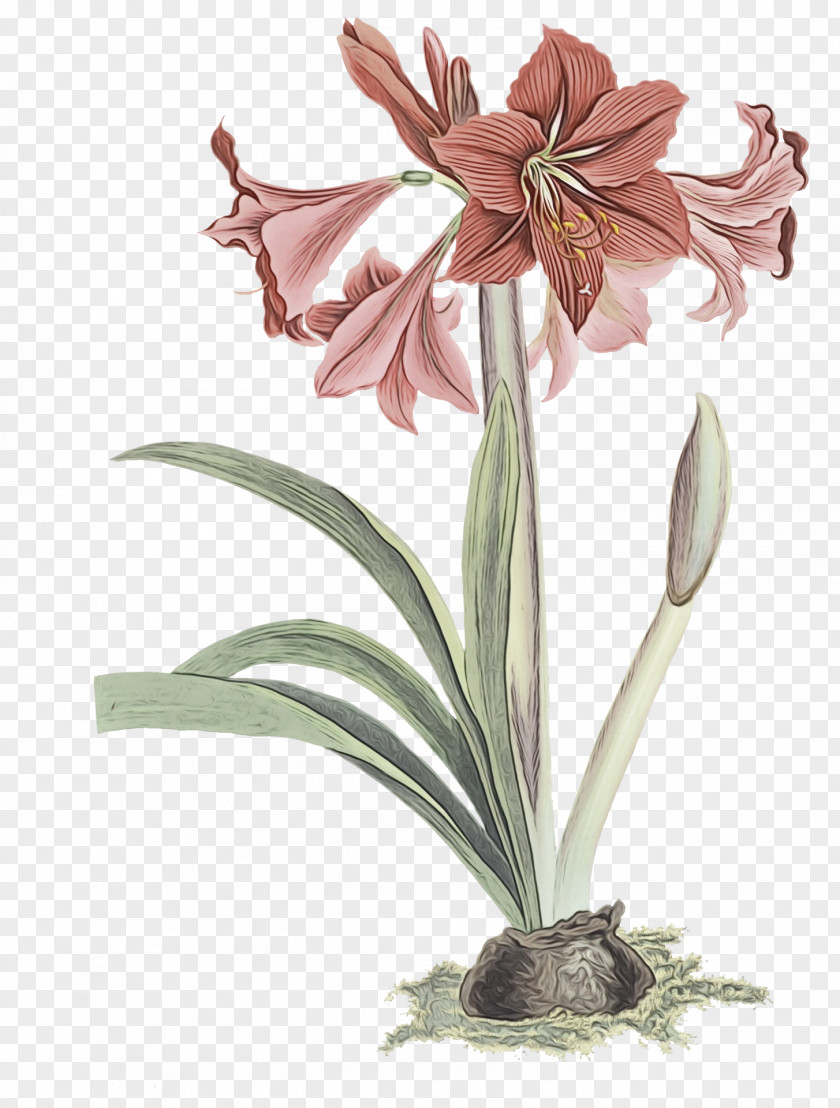 Amaryllis Plant Stem Cut Flowers Jersey Lily Flowerpot PNG