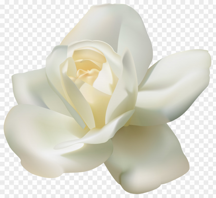 Beautiful White Rose Clipart Image Arabian Jasmine Tea Clip Art PNG