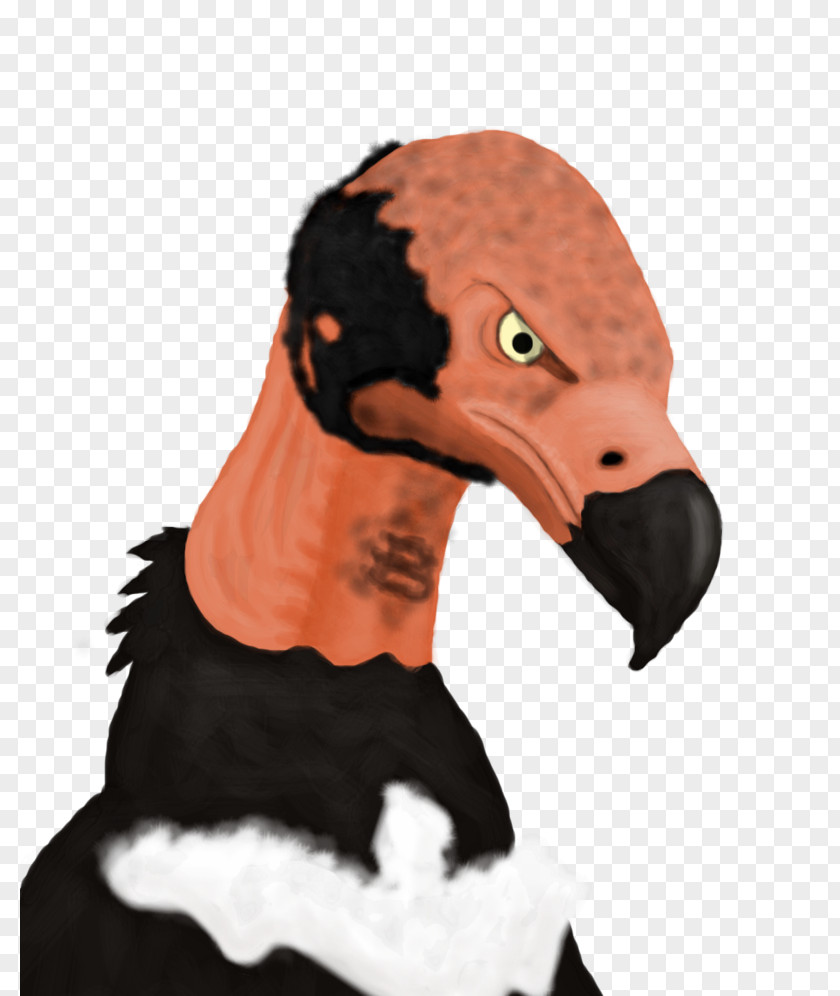 Bird Red-headed Vulture Beak Black King PNG