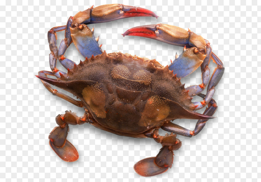 Dungeness Crab Chesapeake Blue Freshwater Exoskeleton PNG crab blue Exoskeleton, clipart PNG
