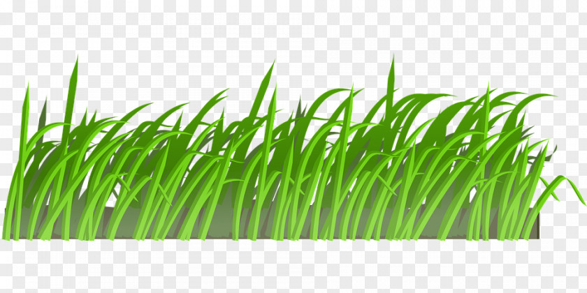 Lawn Cartoon Clip Art PNG