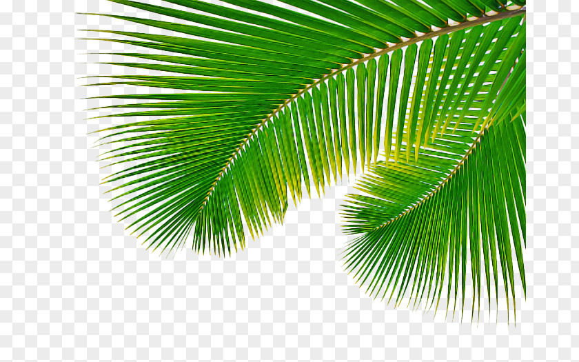 Borassus Flabellifer Flower Palm Tree Leaf PNG