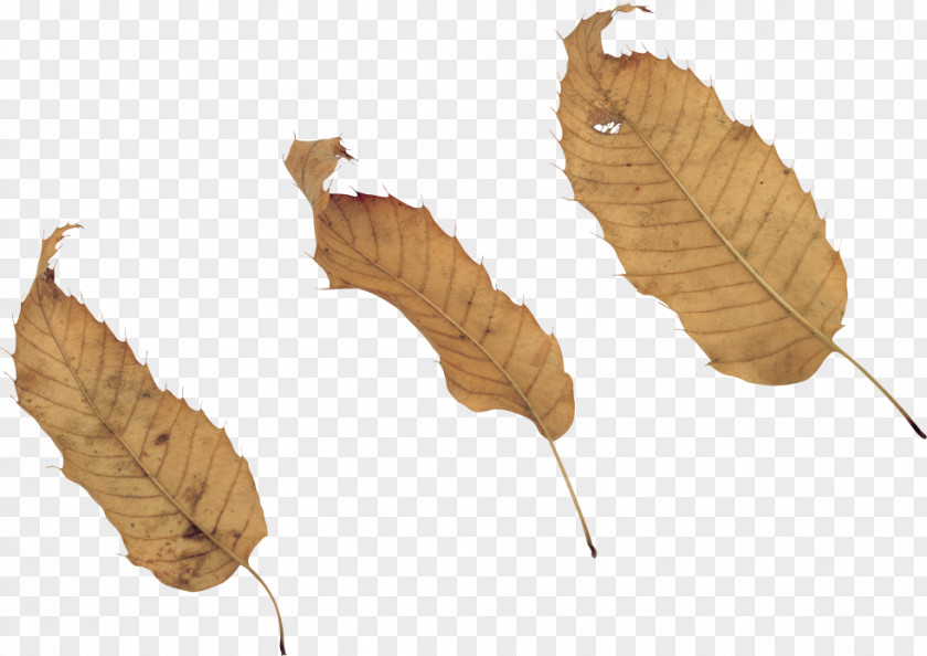 Leaf Image Photography Clip Art PNG
