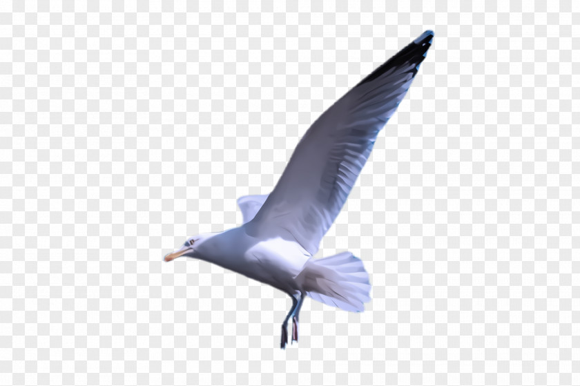 Tail Tern Feather PNG