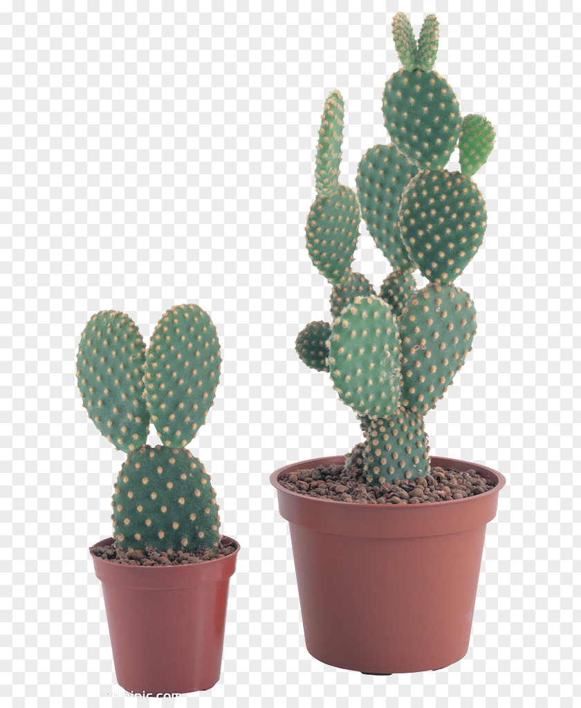 Cactus Cactaceae Barbary Fig PNG