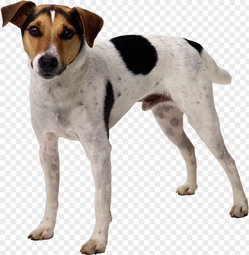 Dogs PNG clipart PNG