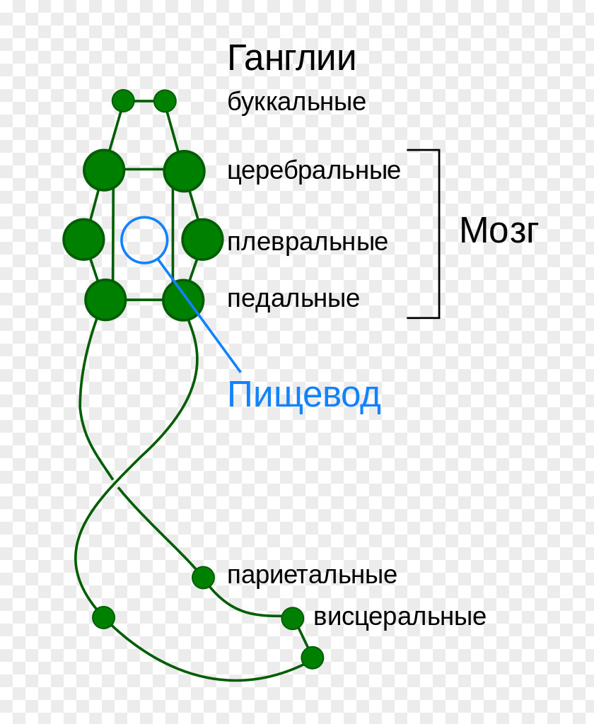 Gastropod Squid Gastropods Nervous System Cephalopod Caudofoveata PNG