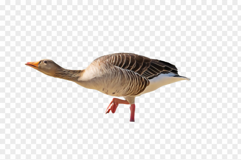 Goose Duck Birds Swans Beak PNG