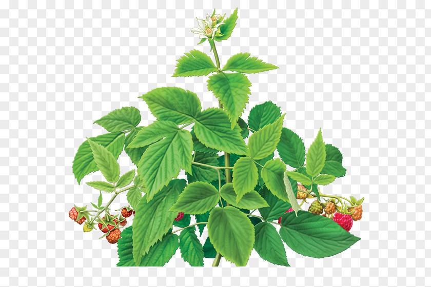 Herb Iced Tea Organic Food Green Raspberry PNG