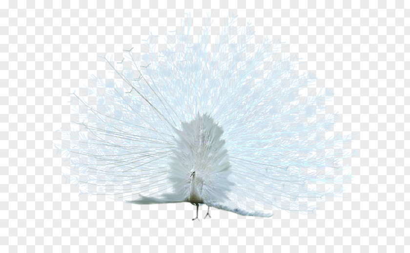 Peafowl Bird Asiatic White PNG