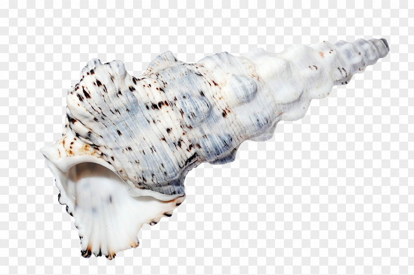 Seashell Shell Beach Sea Snail PNG