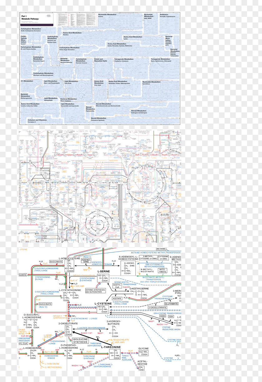 Tree Timeline Paper Area PNG