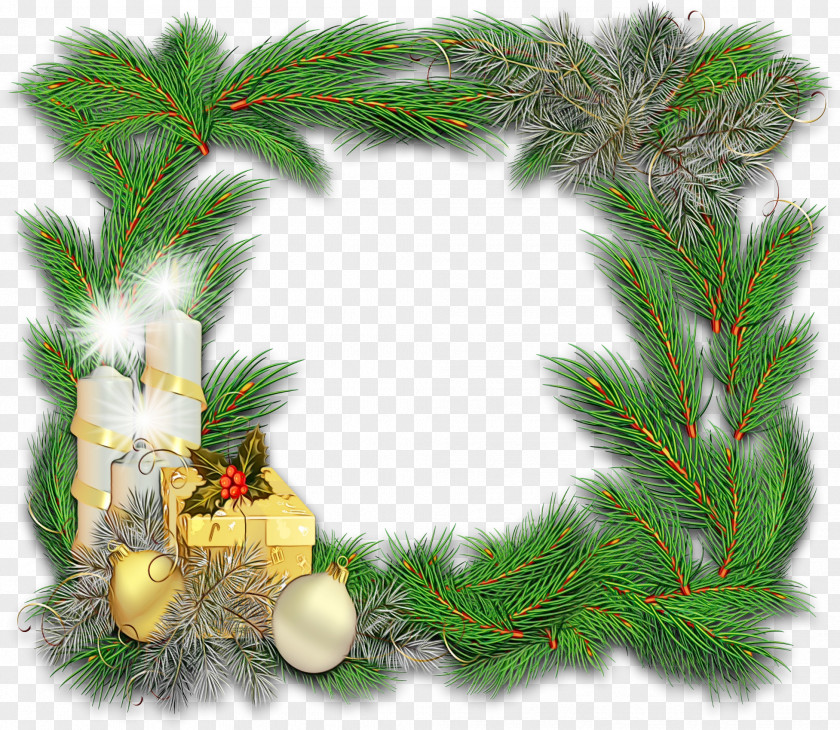 Cypress Family Vascular Plant White Christmas Tree PNG
