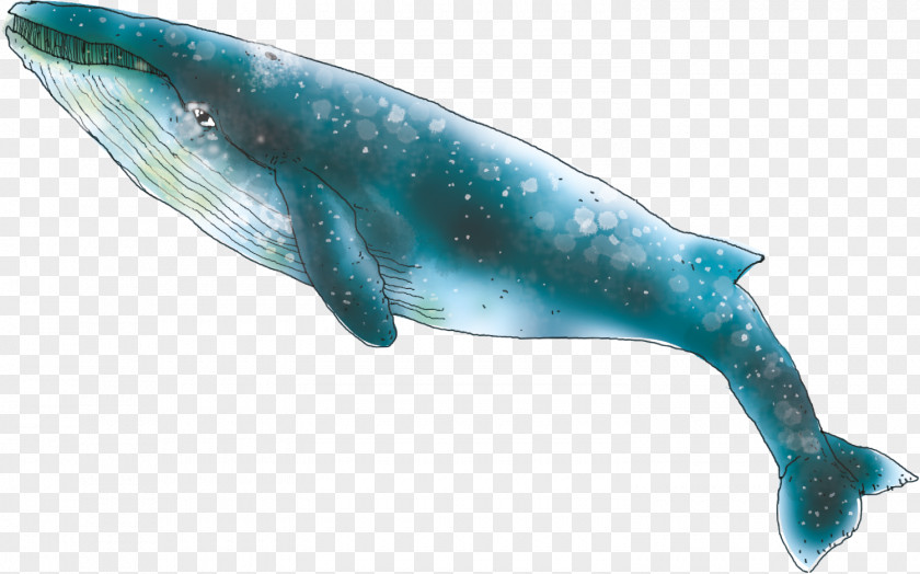 Dolphin Rough-toothed Marine Mammal Baleen Whale Blue PNG
