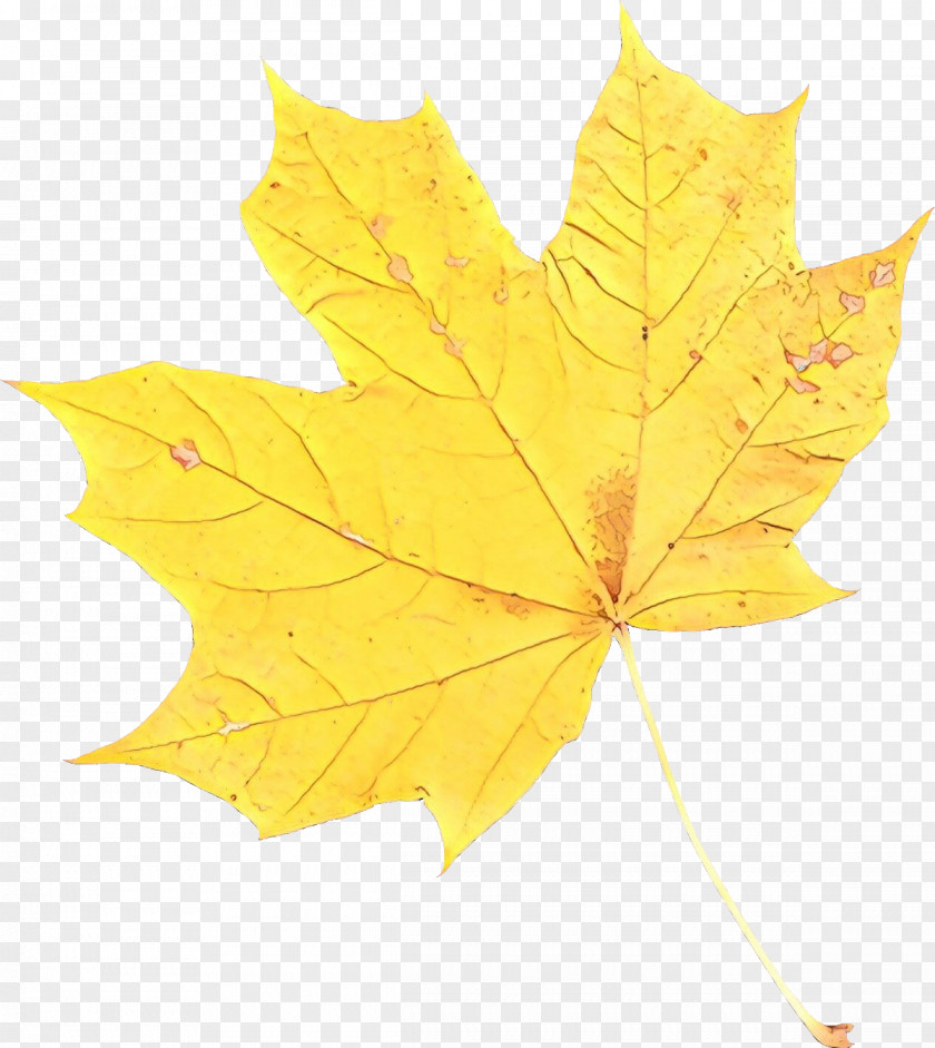 Maple Leaf Plane Trees PNG