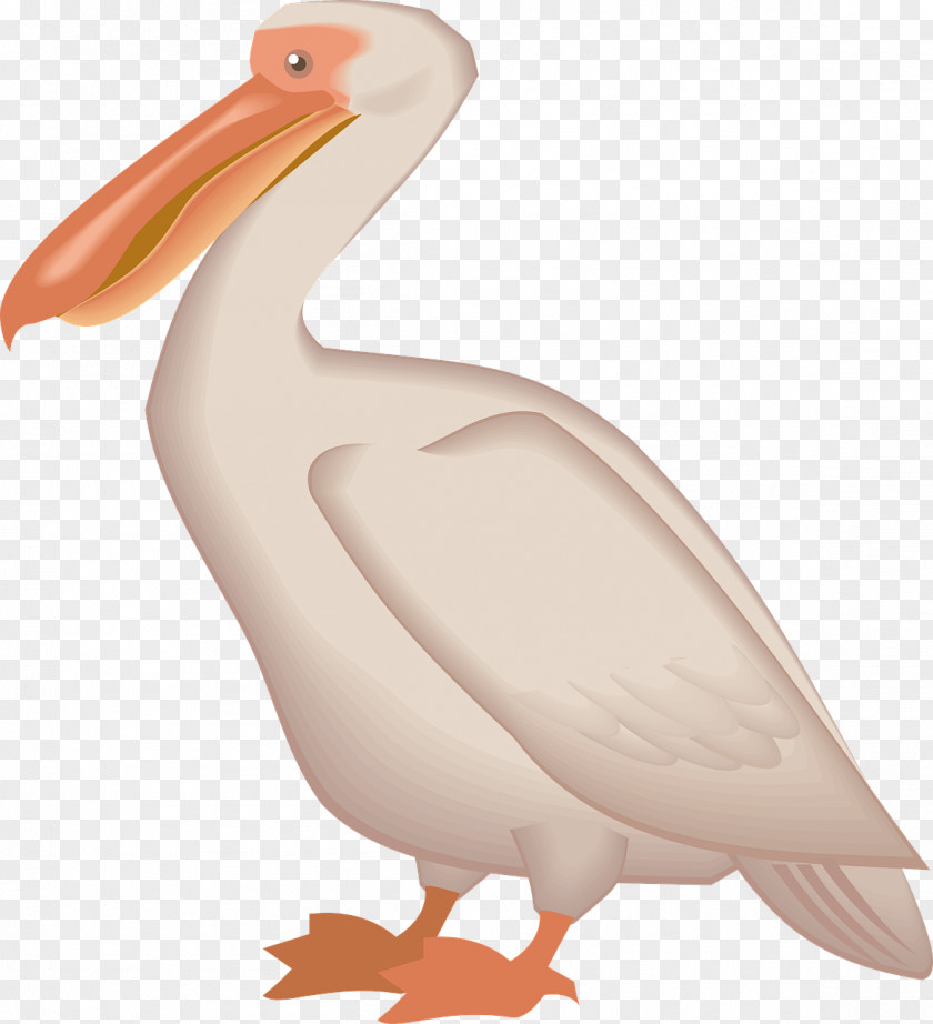 Ostrich Brown Pelican Bird Clip Art PNG