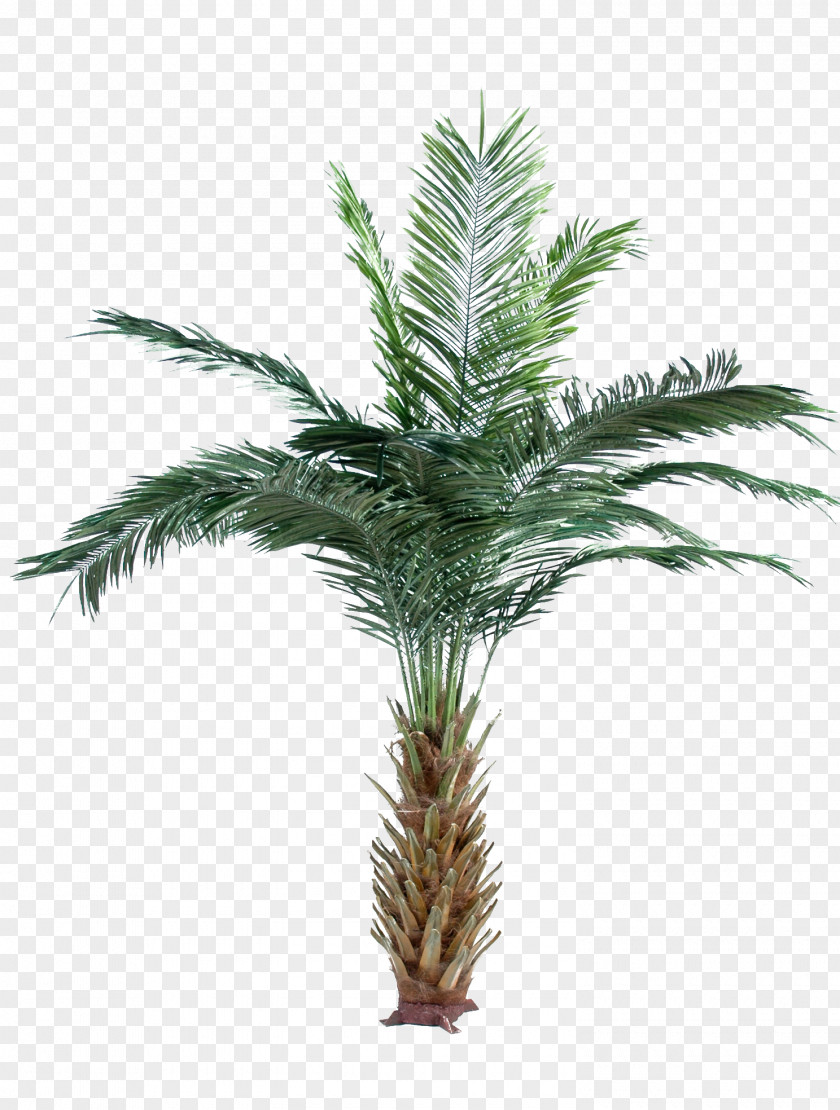Palm Tree Arecaceae Date Attalea Speciosa Oil Palms Adonidia Merrillii PNG