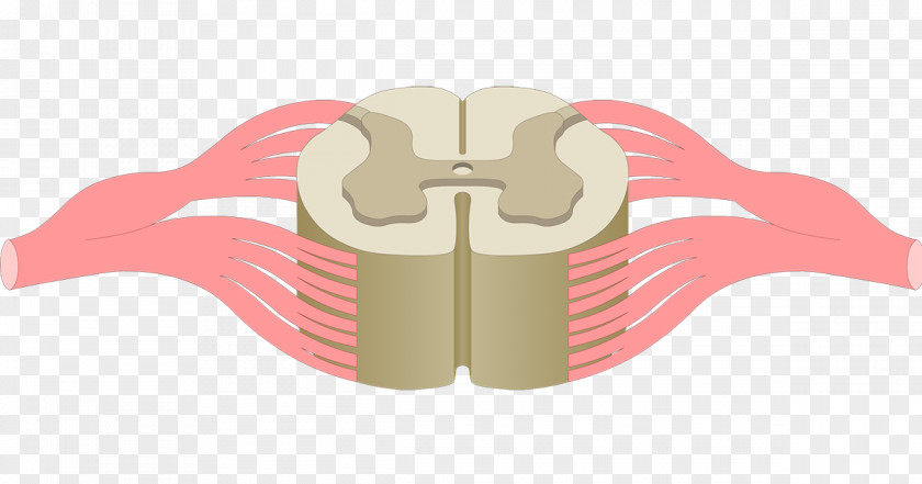 Spinal Cord Anterior Grey Column Central Canal Anatomy Nervous System PNG