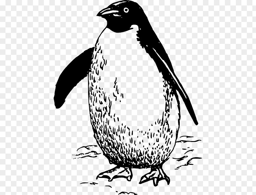 Waddle Penguin Bird Clip Art PNG