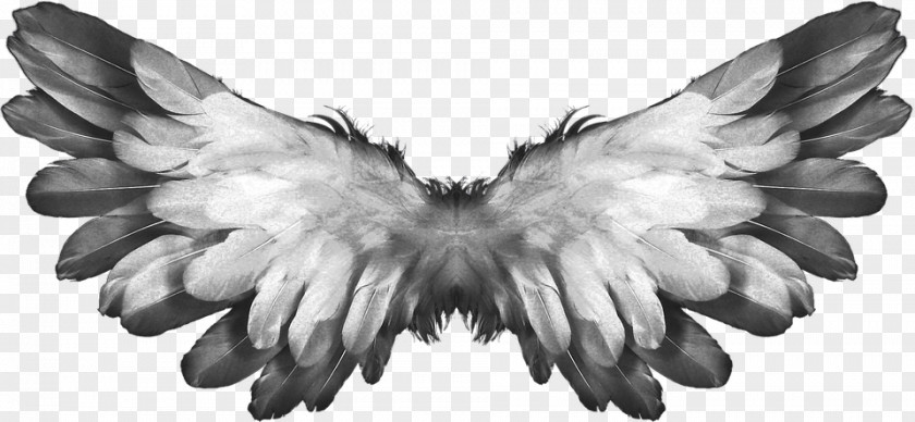 Angel Wings Feathers PNG Feathers, gray feather illustration clipart PNG