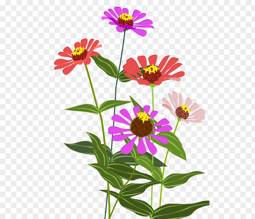 Flower Garden Cosmos Zinnia Cut Flowers Color PNG