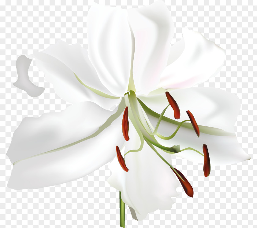 Lily Flower PNG