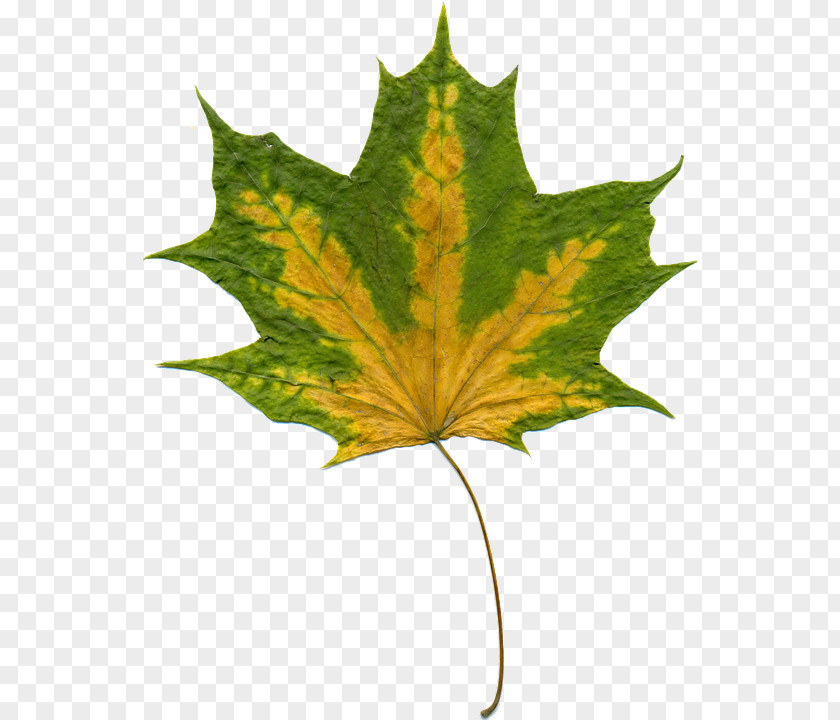 Maple Leaf Background Autumn Leaves Clip Art PNG