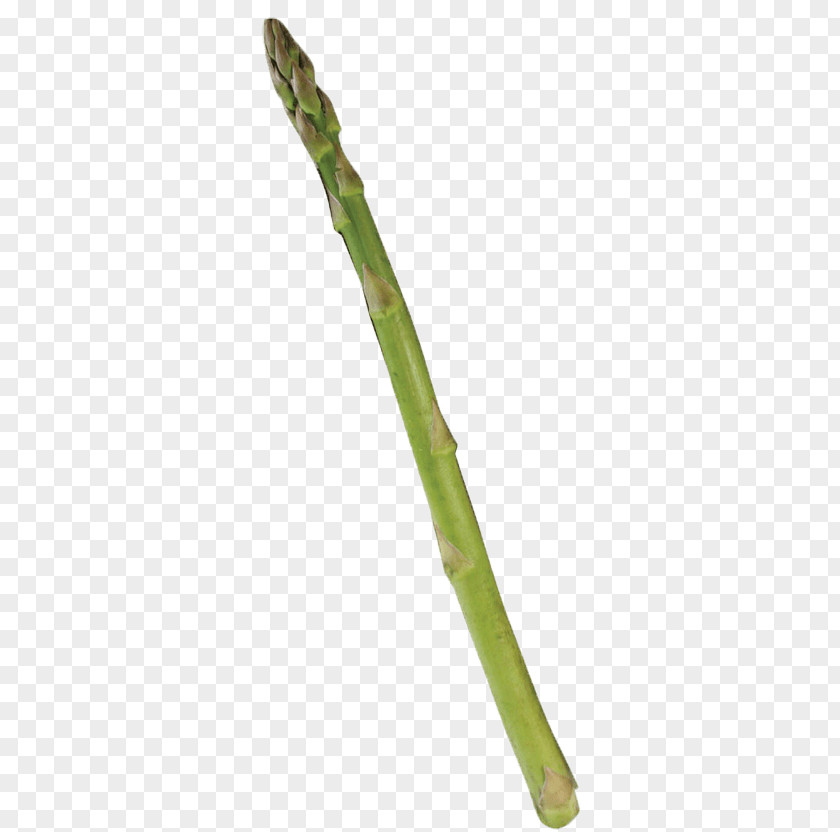 Single Asparagus PNG Asparagus, asparagus vegetable clipart PNG