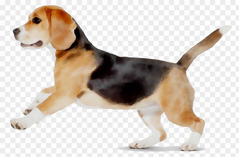 Beagle-Harrier English Foxhound Finnish Hound PNG