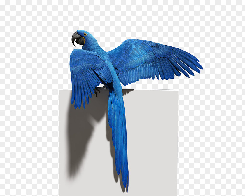 Blue Parrot Material Budgerigar Bird Macaw Feather PNG