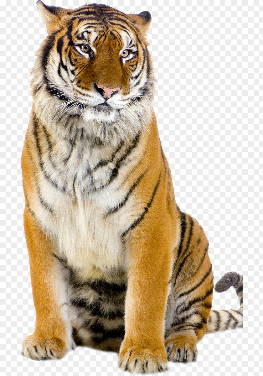 Chinese Tiger White Stock Photography Desktop Wallpaper PNG