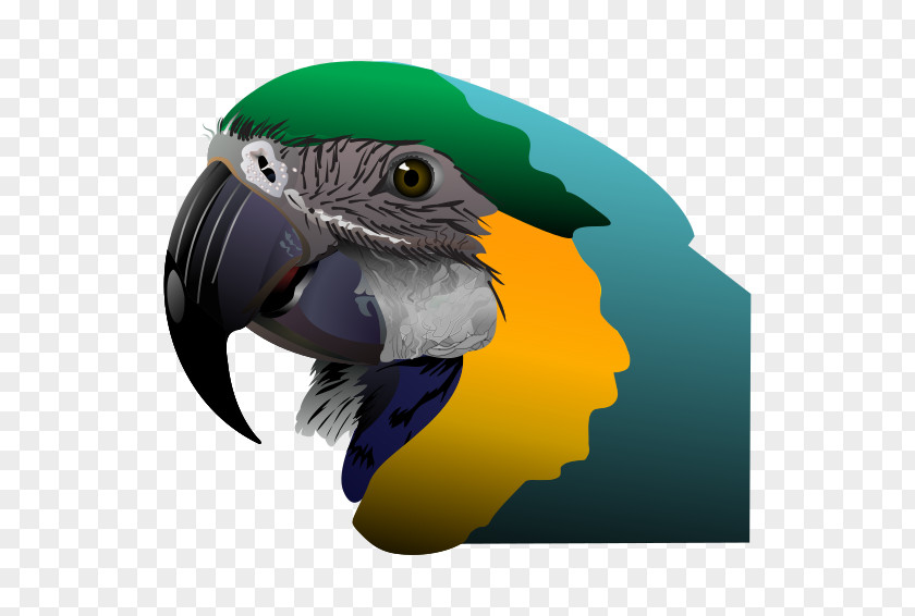 Exotic Parrot Clip Art PNG