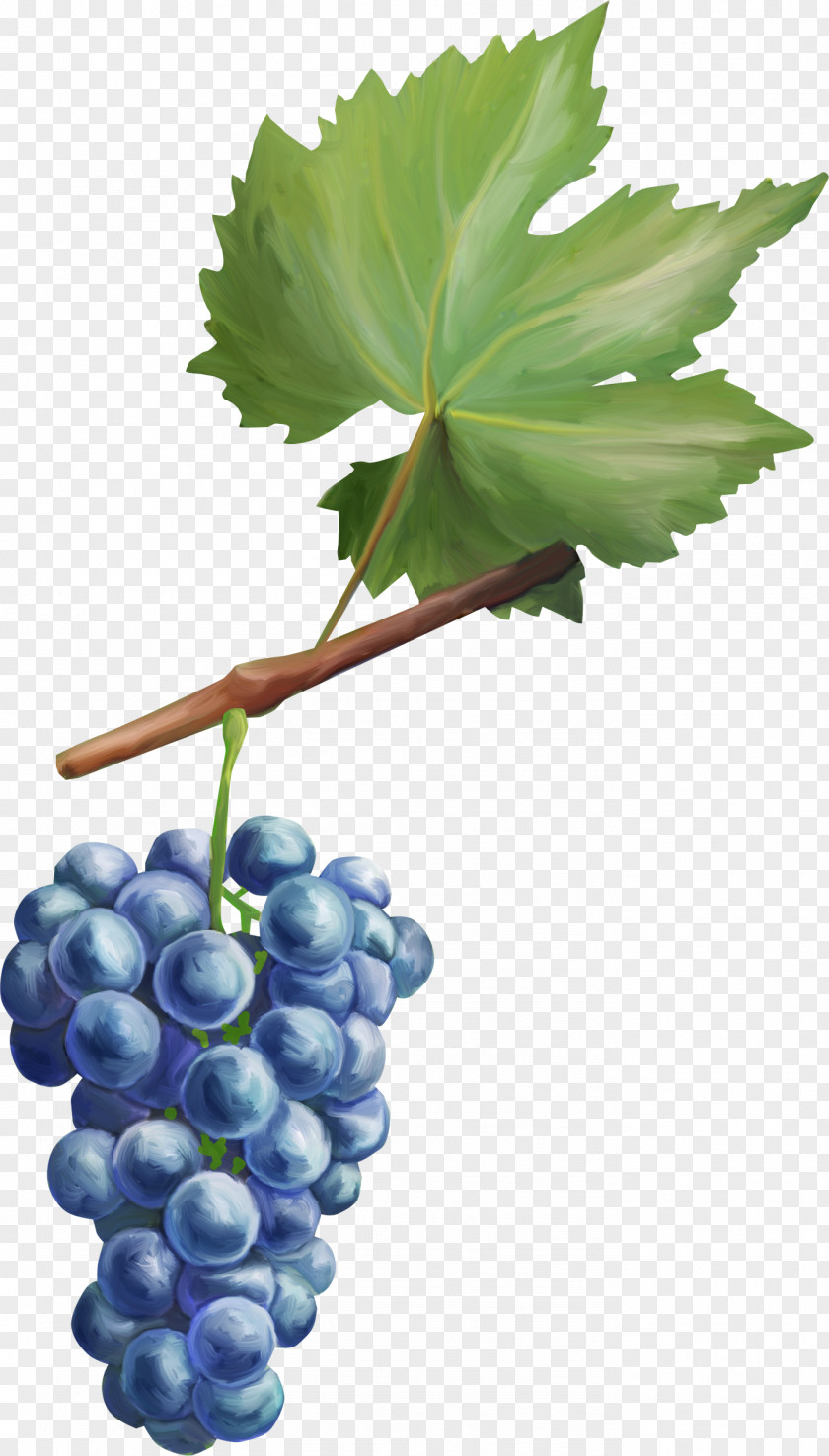 Grape Common Vine Fruit Leaves Berry PNG