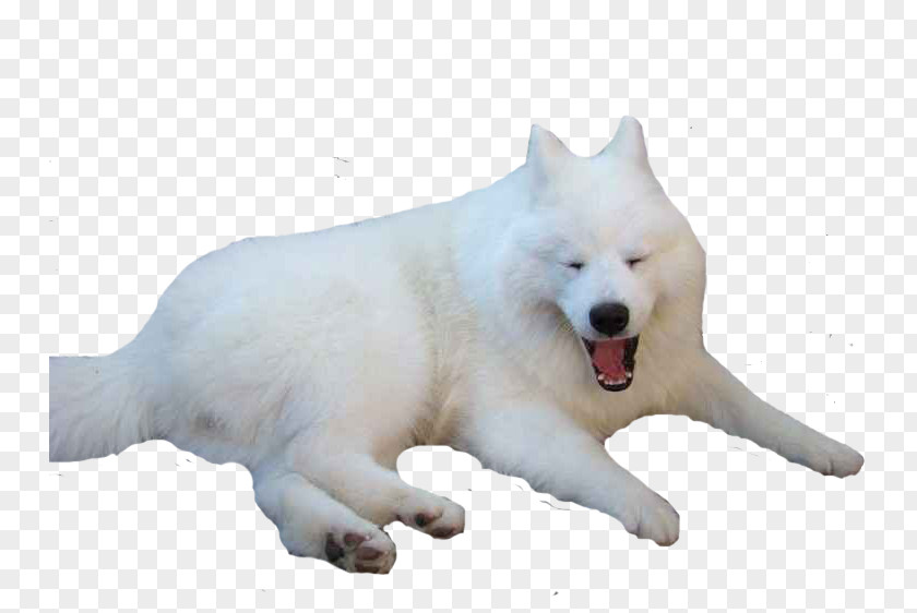 Home Snow Wolf Sakhalin Husky Samoyed Dog Canadian Eskimo Greenland Siberian PNG