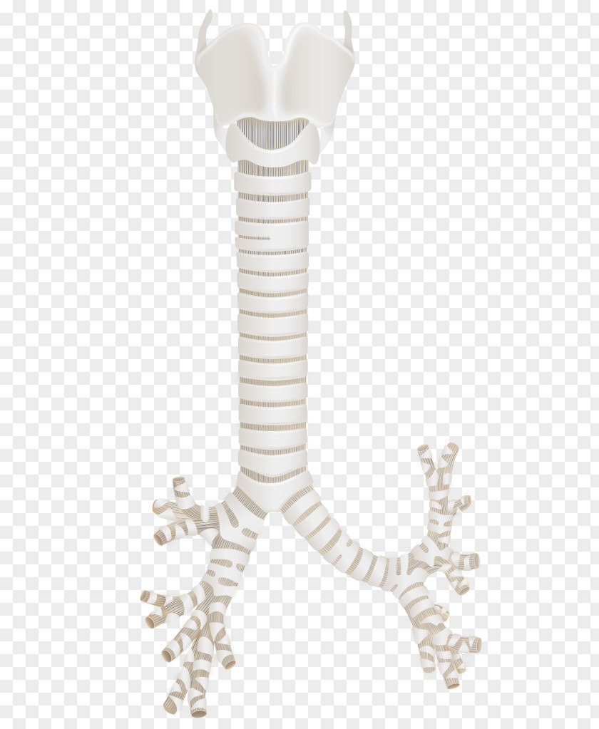 Trachea Bronchus Tracheobronchial Tree Larynx Respiratory System PNG