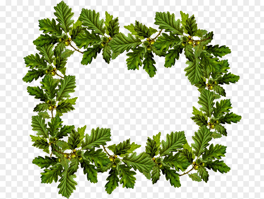 Vascular Plant Ivy Family Tree Background PNG